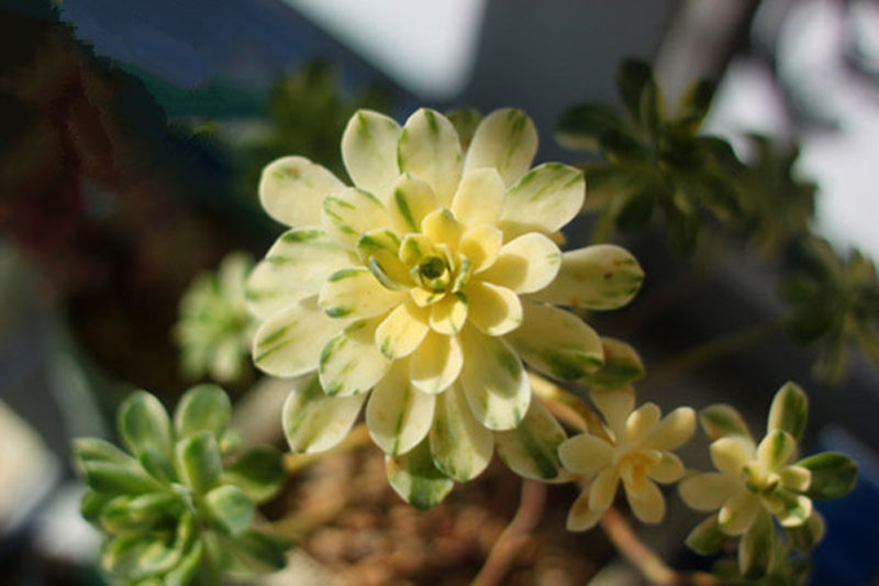 愛染錦怎么養？愛染錦的養殖方法?【圖】