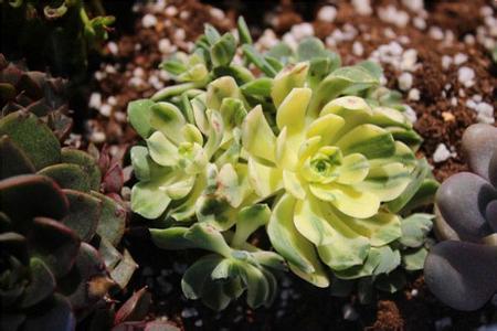 愛染錦怎么養？愛染錦的養殖方法?【圖】