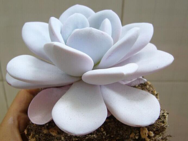 雪蓮多肉怎么養？雪蓮多肉的養殖方法?雪蓮圖鑒【圖】