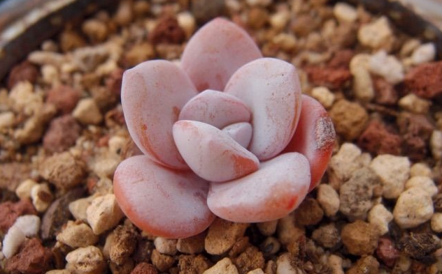 雪蓮多肉怎么養？雪蓮多肉的養殖方法?雪蓮圖鑒【圖】