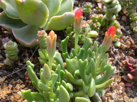 快刀亂麻怎么養？快刀亂麻的養殖方法?【圖】