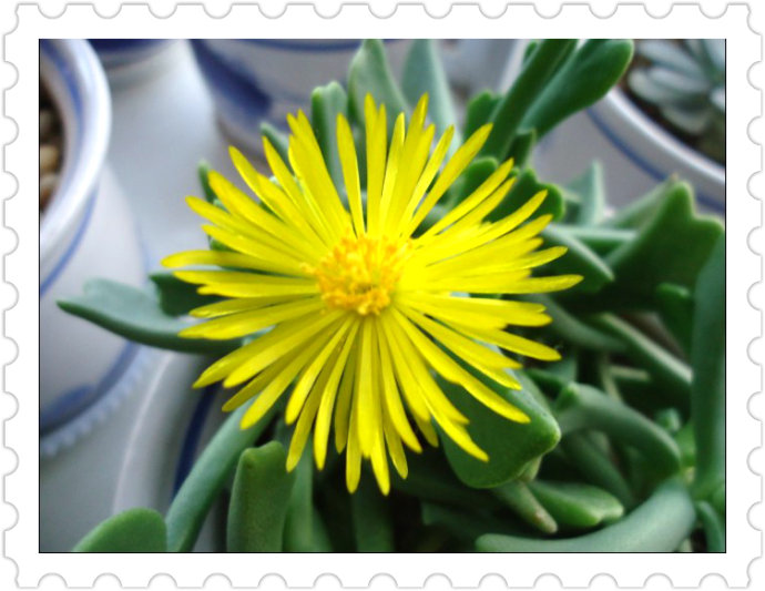 快刀亂麻怎么養？快刀亂麻的養殖方法?【圖】