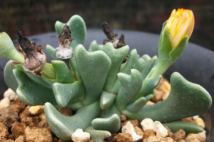 快刀亂麻怎么養？快刀亂麻的養殖方法?【圖】