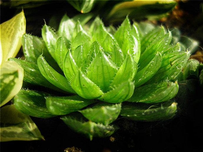 櫻水晶怎么養(yǎng)？三角琉璃蓮和櫻水晶是一個(gè)品種嗎？【圖】