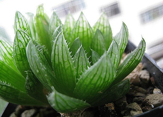 櫻水晶怎么養(yǎng)？三角琉璃蓮和櫻水晶是一個(gè)品種嗎？【圖】