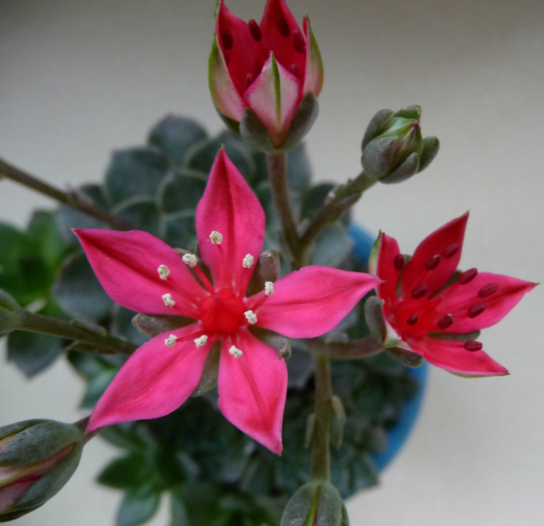 美麗蓮怎么養(yǎng)?美麗蓮的養(yǎng)殖方法？美麗蓮多久澆一次水？【圖】