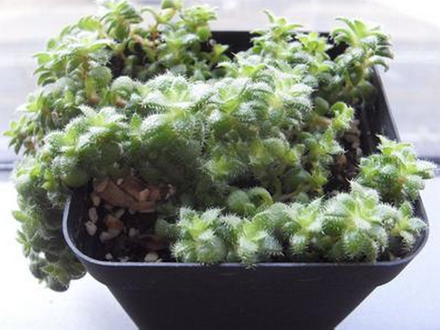 毛海星多肉怎么養(yǎng)？毛海星的繁殖方法？【圖】