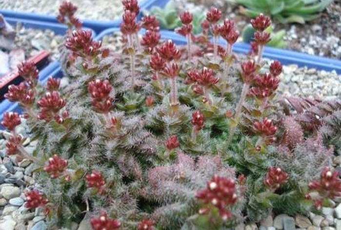 毛海星多肉怎么養(yǎng)？毛海星的繁殖方法？【圖】