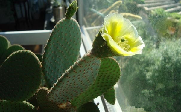 黃毛掌開花圖片?黃毛掌怎么養?黃毛掌的繁殖方法？【圖】