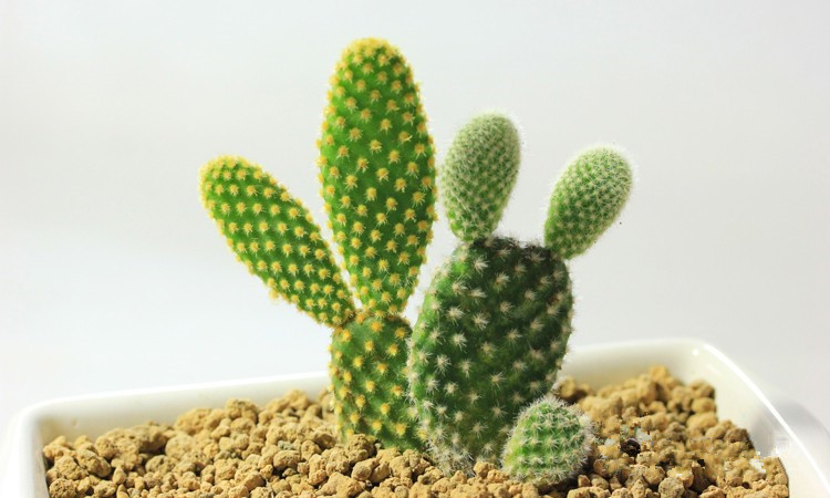 黃毛掌開花圖片?黃毛掌怎么養?黃毛掌的繁殖方法？【圖】