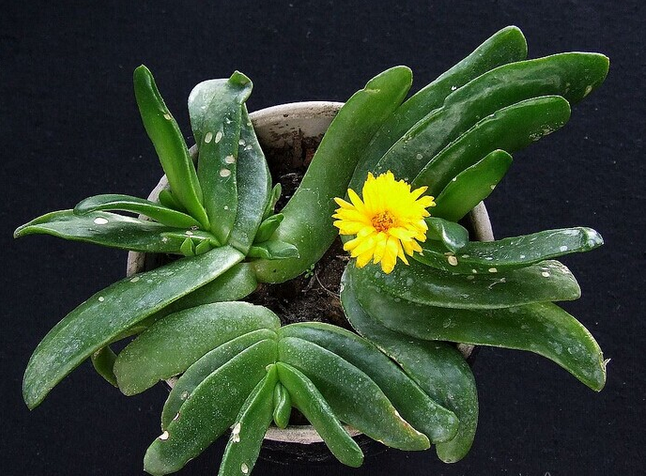 寶綠的養(yǎng)殖方法?寶綠的繁殖管理?寶綠開花圖片？【圖】