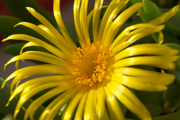 寶綠的養(yǎng)殖方法?寶綠的繁殖管理?寶綠開花圖片？【圖】