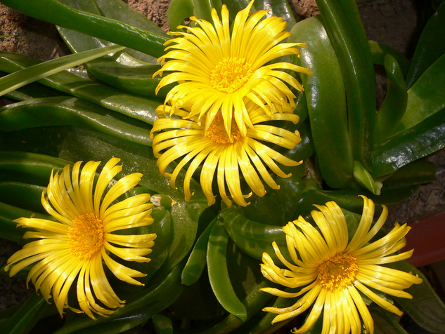 寶綠的養(yǎng)殖方法?寶綠的繁殖管理?寶綠開花圖片？【圖】