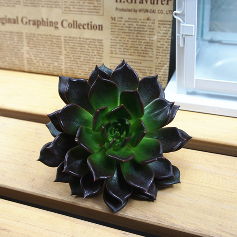 黑王子怎么能養(yǎng)好？多肉植物黑王子的繁殖方法?黑王子怎么扦插？【圖】