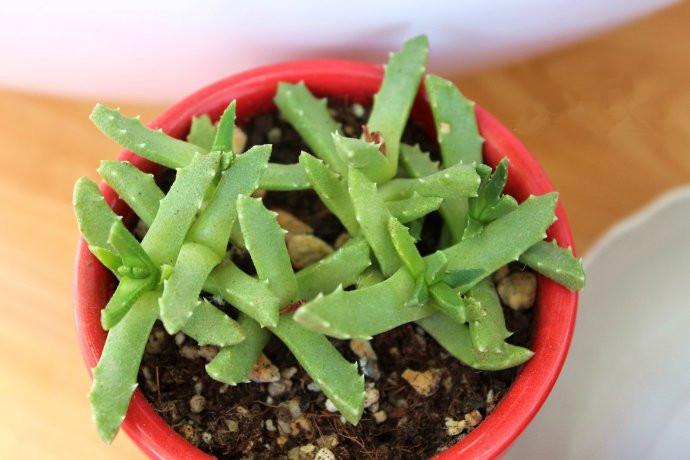 芳香波怎么養？芳香波屬于什么品種？【圖】