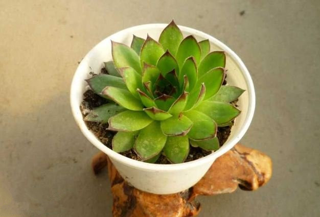 多肉觀音蓮怎么養(yǎng)？多肉觀音蓮的養(yǎng)殖方法和注意事項(xiàng)？【圖】