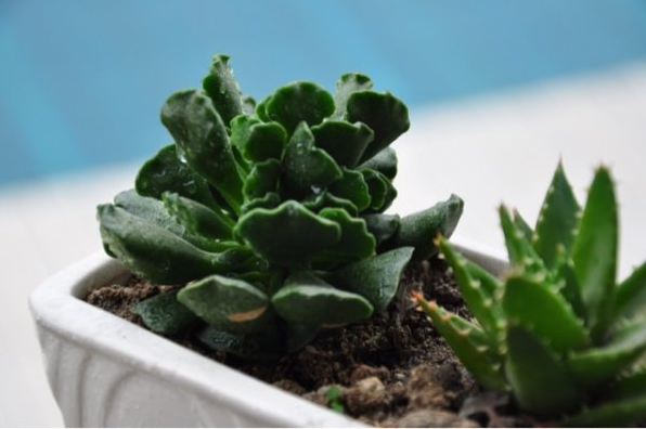 神想曲介紹及圖片？神想曲的養殖方法？多肉神想曲是水泡嗎？【圖】