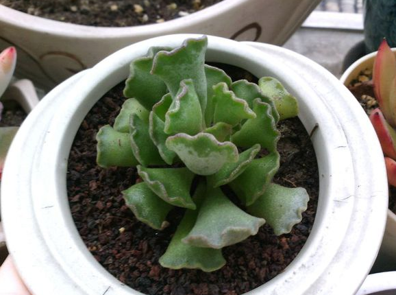 神想曲介紹及圖片？神想曲的養殖方法？多肉神想曲是水泡嗎？【圖】