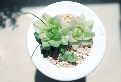 京之華錦怎么養？京之華錦的養殖方法【圖】