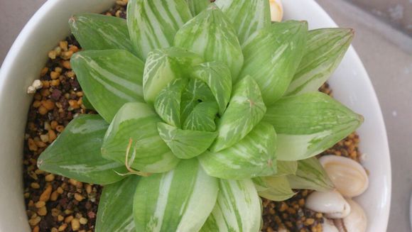 京之華錦怎么養？京之華錦的養殖方法【圖】