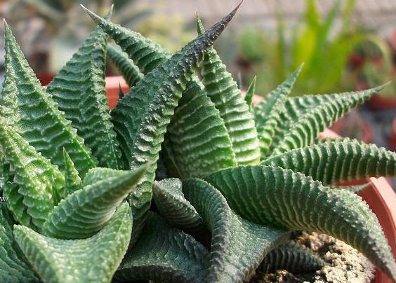 琉璃殿怎么養？琉璃殿的栽培及養護方法？琉璃殿有幾種？【圖】