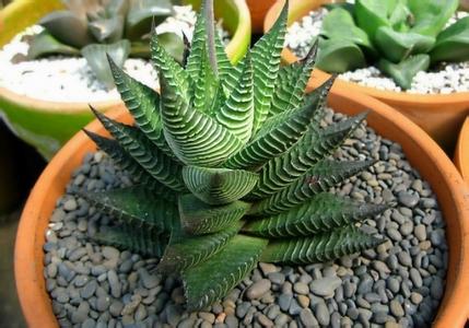 琉璃殿怎么養？琉璃殿的栽培及養護方法？琉璃殿有幾種？【圖】