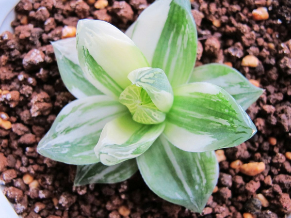  京之華錦怎么養？京之華錦的養殖方法？寶草錦和京之華錦的區別？【圖】