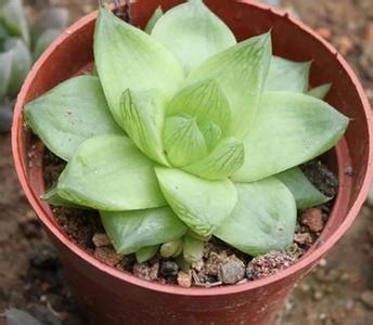  京之華錦怎么養？京之華錦的養殖方法？寶草錦和京之華錦的區別？【圖】