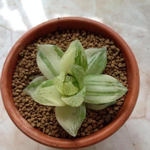  京之華錦怎么養？京之華錦的養殖方法？寶草錦和京之華錦的區別？【圖】