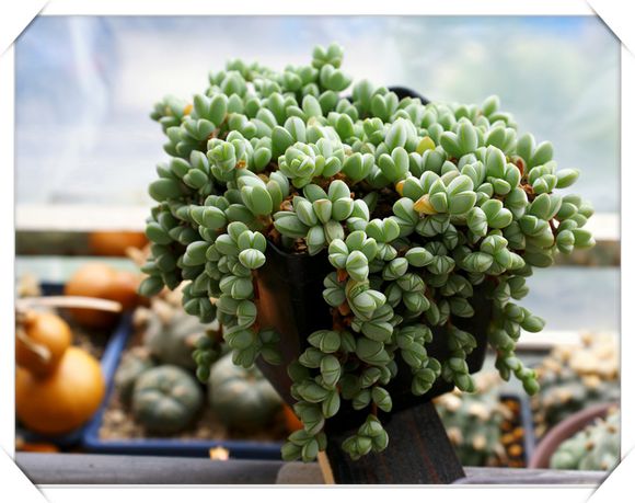 碧玉蓮的養殖方法？碧玉蓮和鹿角海棠的區別？碧玉蓮夏季養護注意事項有哪些呢？【圖】