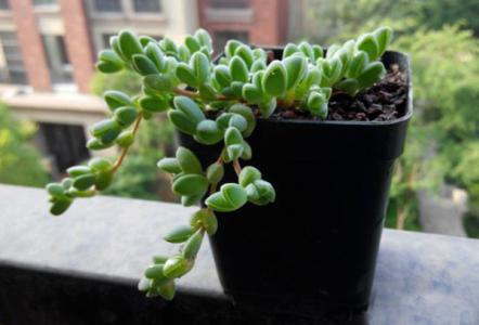 碧玉蓮的養殖方法？碧玉蓮和鹿角海棠的區別？碧玉蓮夏季養護注意事項有哪些呢？【圖】