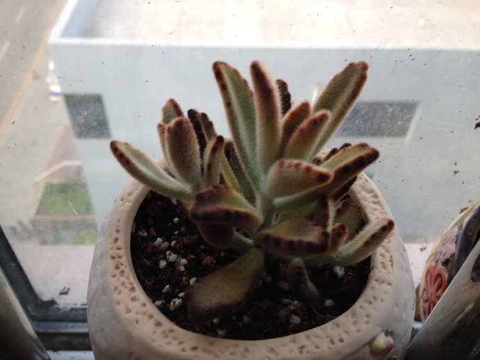 黑兔耳的養(yǎng)殖方法？黑兔耳和月兔耳的區(qū)別？【圖】