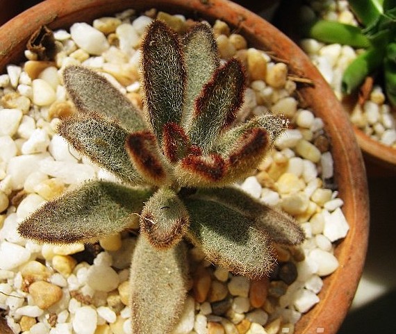 黑兔耳的養(yǎng)殖方法？黑兔耳和月兔耳的區(qū)別？【圖】