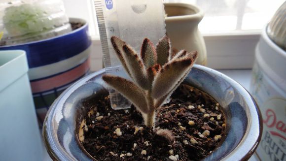 黑兔耳的養(yǎng)殖方法？黑兔耳和月兔耳的區(qū)別？【圖】