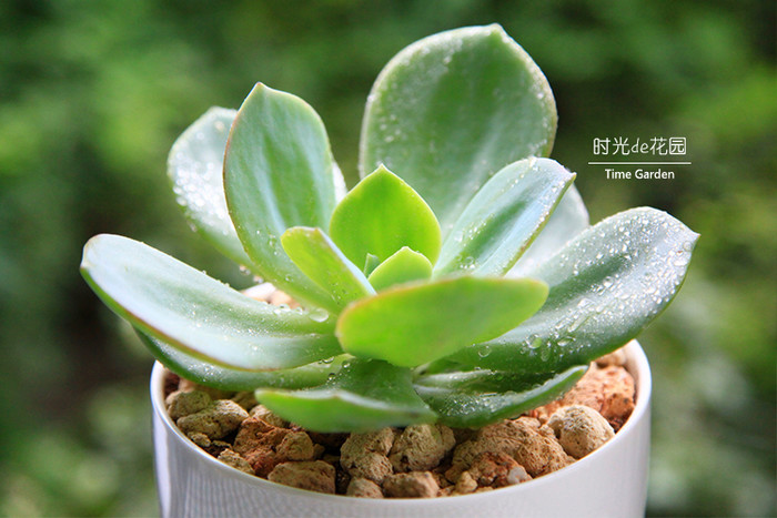 白鳳多肉的養殖方法？白鳳多肉能長多大？白鳳(多肉植物)的介紹及栽培方法 ？