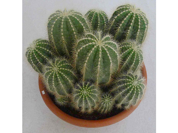 英冠玉什么時候開花？英冠玉和子孫球的區別？英冠玉怎么養？【圖】