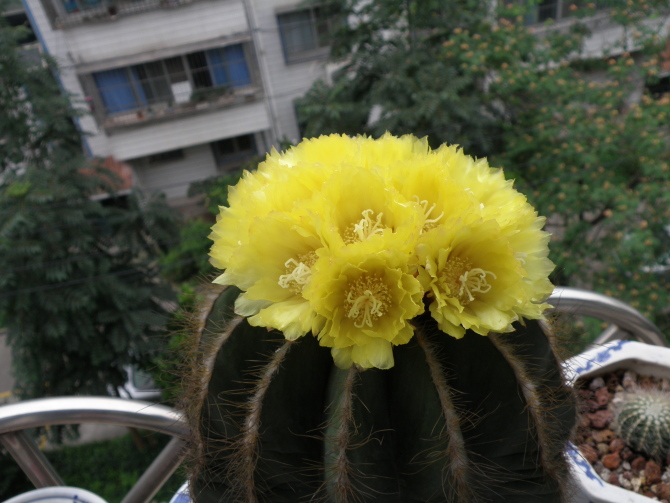 英冠玉什么時候開花？英冠玉和子孫球的區別？英冠玉怎么養？【圖】