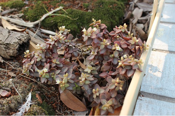 雨心怎么養(yǎng)？多肉植物雨心的養(yǎng)殖方法？【圖】