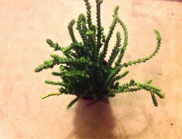 方鱗綠塔怎么養(yǎng)？方鱗綠塔的養(yǎng)植方法？【圖】