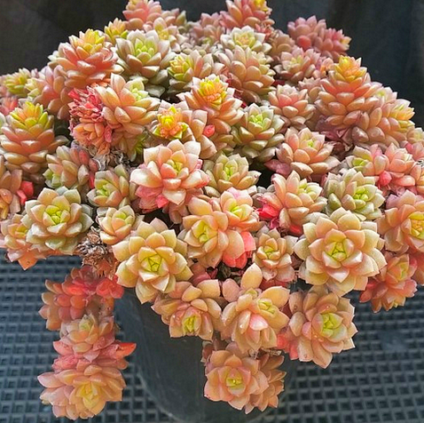 小玉多肉怎么養(yǎng)？小玉特里爾寶石的養(yǎng)殖方法？【圖】