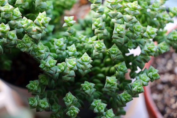 小玉多肉怎么養(yǎng)？小玉特里爾寶石的養(yǎng)殖方法？【圖】