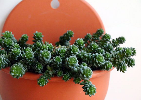 小玉多肉怎么養(yǎng)？小玉特里爾寶石的養(yǎng)殖方法？【圖】