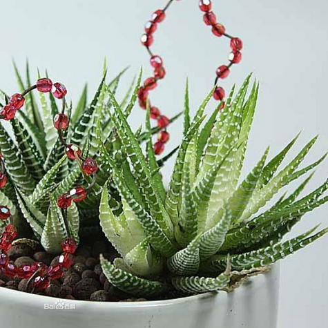 條紋蛇尾蘭多少錢？條紋蛇尾蘭怎么養？條紋蛇尾蘭的養殖方法？【圖】