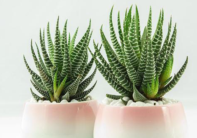 條紋蛇尾蘭多少錢？條紋蛇尾蘭怎么養？條紋蛇尾蘭的養殖方法？【圖】