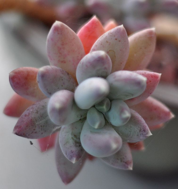 蘭黛蓮怎么養(yǎng)？蘭黛蓮的養(yǎng)殖方法？【圖】