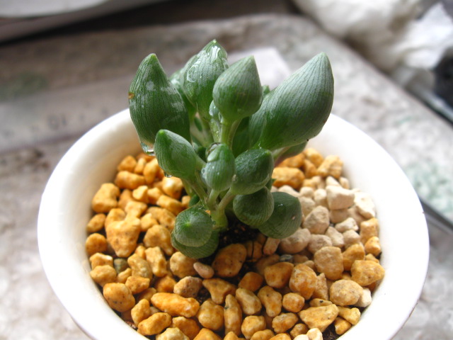 錦上珠介紹及圖片？錦上珠的養(yǎng)殖方法？【圖】