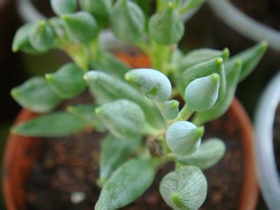 錦上珠介紹及圖片？錦上珠的養(yǎng)殖方法？【圖】