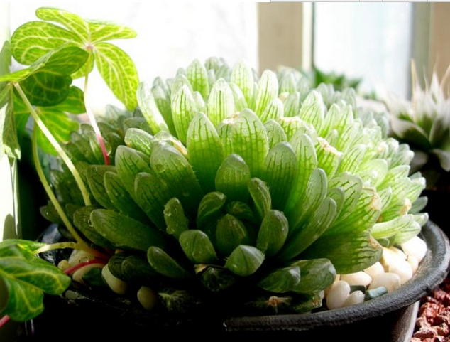 蟬翼玉露怎么養?蟬翼玉露的養殖方法？【圖】