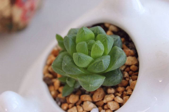 蟬翼玉露怎么養?蟬翼玉露的養殖方法？【圖】