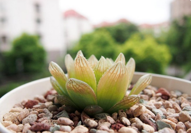 蟬翼玉露怎么養?蟬翼玉露的養殖方法？【圖】